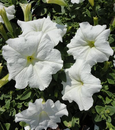 Petunia Easy Wave® White